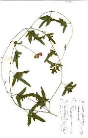 Image result for Vigna frutescens