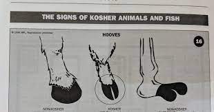 The animals have a mane and beardlike hair on their throat. Rationalist Judaism Another New Camel Species