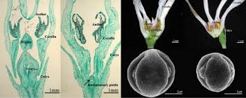 Image result for Andropterum