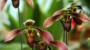 Kết quả hình ảnh cho cách trồng hoa lan hài tiên