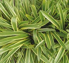 Maybe you would like to learn more about one of these? Trial Garden 2021 Issuu