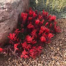 Image result for Marsdenia macrantha