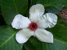 Image result for Fernandoa magnifica