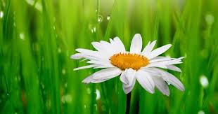 20 خلفية زهور رائعة عالية الدقة مجانا مداد الجليد green grass background grass background flower backgrounds
