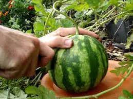 This is caused when bees pollinate the flower and scar the membranes that later forms the fruit. How To Tell If A Watermelon Is Ripe To Pick Youtube
