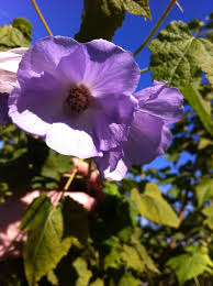 We specialize in heirloom tomatoes. Flower Power U Pick Thegardenerisin Twitter