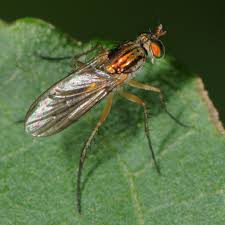 Image result for Dolichos junodii