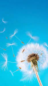 Pin On Dandelion