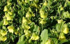 Image result for Hermannia floribunda