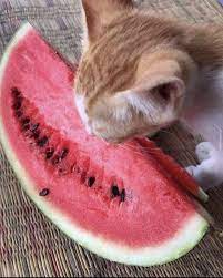 Pin By Yuli On Animals Funny Cat Videos Watermelon Cat Animals And Pets