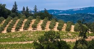 Why Are Olive Trees Planted Around Vineyards Growing Olive Trees How To Grow Olives Trees To Plant