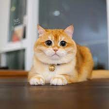 Hd cat picture categories : Pisco The Cat On Instagram It S Saturday But All I Want To Do Is Chilling Inside Would You Just Look At His Huge Paws Cat Love Cats Cute Cats And Kittens
