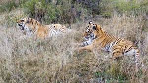 Photo La « peste du chat » : Huru et Hara deux bébés tigres du Bengale ...