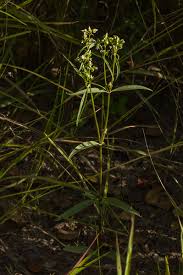 Image result for Exacum oldenlandioides