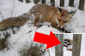 Wer einen fuchs im garten sieht, darf den fuchs verjagen, solange er dem tier nicht schadet. Jagdhunde Hetzen Schwer Verletzten Fuchs In Einen Garten