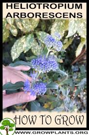 Image result for Heliotropium lineare