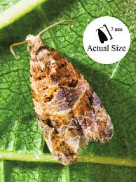 Image result for Lobesia botrana grapevine