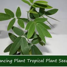 Image result for Erythroxylum emarginatum