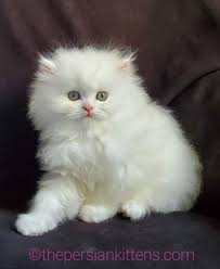 Ad posted 13 days ago save this ad this ad is featured. Kittens For Sale Near Me Cats For Sale The Persian Kittens