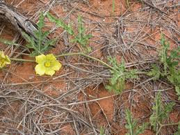 Image result for Acanthosicyos naudinianus