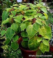 Image result for Euphorbia pulcherrima