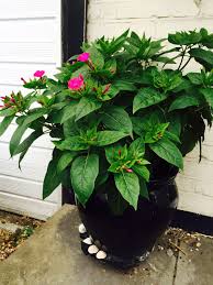 Image result for Mirabilis jalapa