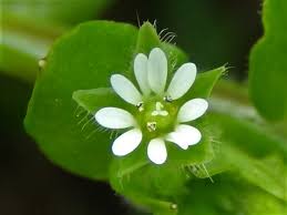 Media, postii and cupaniana, although. Common Chickweed Chickenwort Craches Maruns Winterweed Stellaria Media Starweed