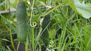 Sie haben ihre gurken sorgfältig von samen bis zu pflanzen gepflegt. Die Ersten Gurken Konnen Geerntet Werden Friedrichs Gartenjahr Aussaen Pflanzen Giessen Und Geniessen