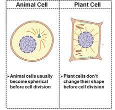 Plant and animal cell mitosis differences. What Are The Differences Between Plant And Animal Cell Division