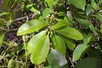 Image result for Craterispermum schweinfurthii
