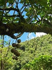 Image result for Ficus craterostoma