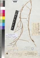 Image result for Pycreus mundtii