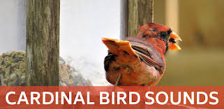 Northern cardinal song, sound, call. Cardinal Bird Sounds Apps On Google Play