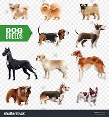 Image result for dog image no background