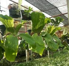 Image result for Platycerium elephantotis