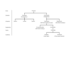 Abbreviated Primate Taxonomy Classification Of Living