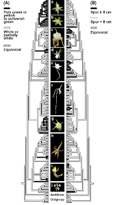Image result for Angraecum conchiferum