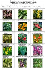 But their seeds (and seed pods) are highly poisonous to dogs, while the leaves and flowers can. Ubiquitous Euphorbia Is Anything But Euphoria For The Eye A Reminder To Get Any Area Of Contact With The Toxic Sap Under The Tap Eye