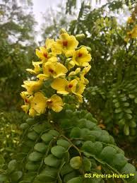 Image result for Xylotheca tettensis