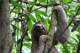 In fact, the number of species living in these two types of tropical forests is more than all other habitats combined. How Have Animals Adapted To The Rainforest Environment Internet Geography