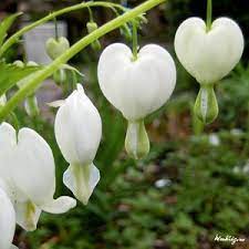 The Bleeding Heart Plant Growing Tips Shade Flowers Bleeding Heart Plants