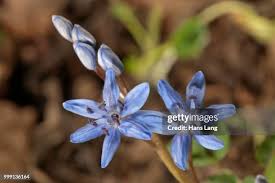 Image result for Hyacinthaceae