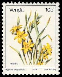 Image result for Hypoxis angustifolia