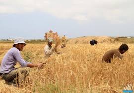 لزيادة عملية التخصيب للمربيين، دائماً ما أنصح بالبرسيم والقمح المنقوع حيث أنه يزيد من الخصوبة. ÙˆÙƒØ§Ù„Ø© Ø§Ù„Ø±Ø£ÙŠ Ø§Ù„ÙÙ„Ø³Ø·ÙŠÙ†ÙŠØ© Ø¨Ø§Ù„ØµÙˆØ± Ù…Ø²Ø§Ø±Ø¹Ùˆ Ø®Ø§Ù† ÙŠÙˆÙ†Ø³ Ø­ÙƒØ§ÙŠØ© Ø¹Ø´Ù‚ Ù…Ø¹ Ø³Ù†Ø§Ø¨Ù„ Ø§Ù„Ù‚Ù…Ø­