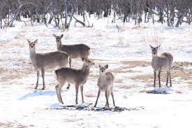 G]VJQ̌`ƔEї | ˌ̑w