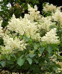 Maybe you would like to learn more about one of these? Ivory Silk Japanese Tree Lilac Single Stem Bower Branch