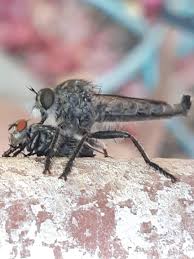 If your dog eats almost any type of household fly, like fruit flies, drain flies or gnats, it's very unlikely really, though, the most effective way to stop your dog from chasing and eating flies is to just try to. A Dragonfly Eating A Fly Natureismetal