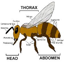The Life Cycle Of A Honeybee Honeybees