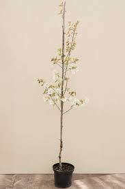 Image result for Amelanchier laevis