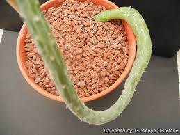 Image result for Kleinia schweinfurthii